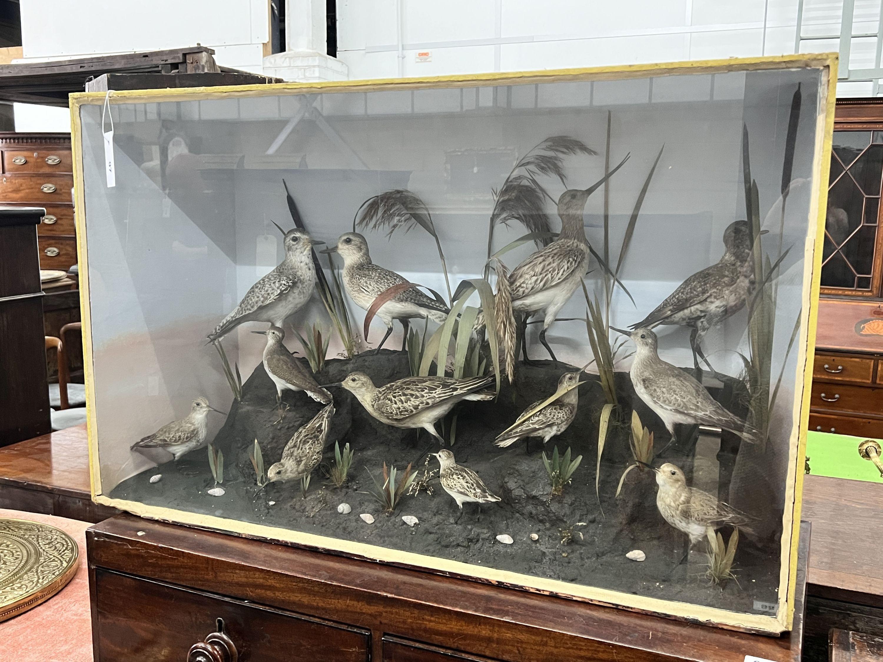 A late Victorian cased taxidermic display of assorted British water birds, case length 94cm, depth 35cm, height 58cm